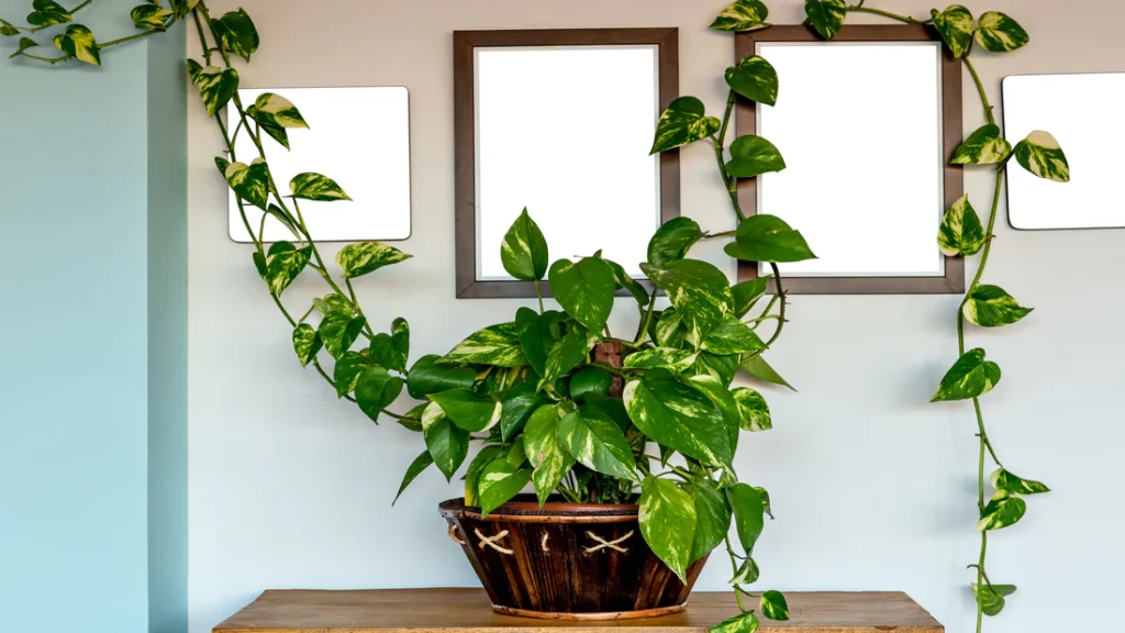 Money Plant Decoration Ideas